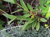 Silene obscura