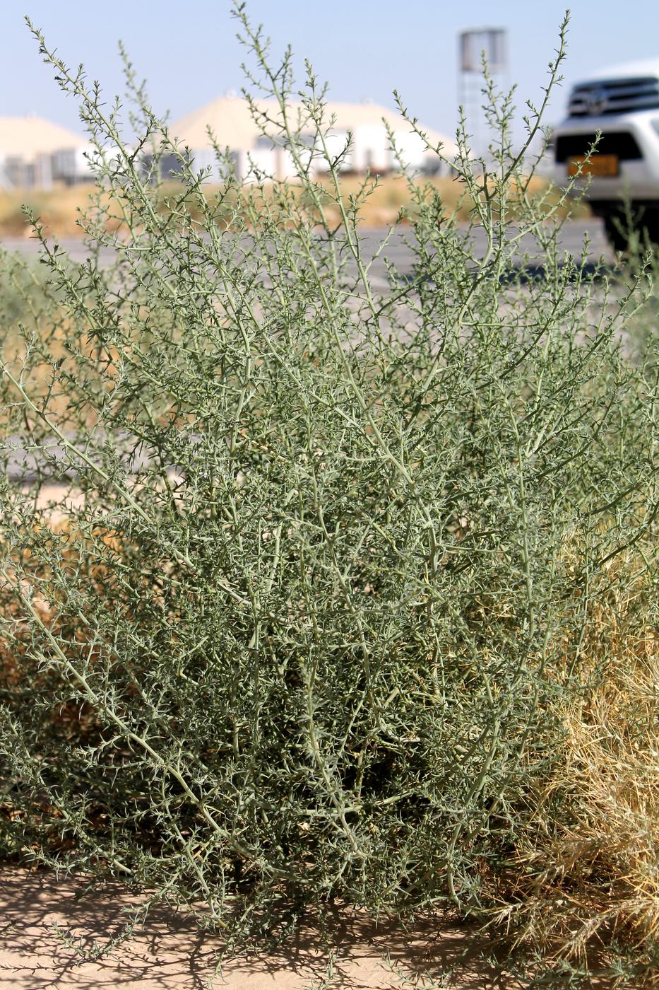 Image of Salsola tragus specimen.