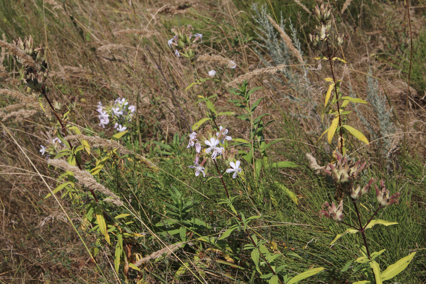 Image of Saponaria officinalis specimen.