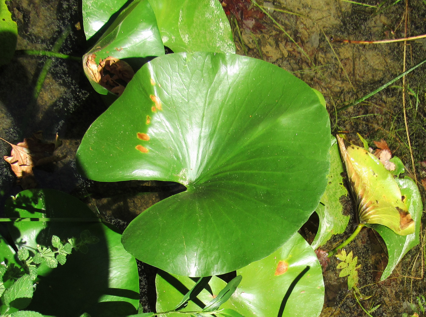 Image of genus Nymphaea specimen.