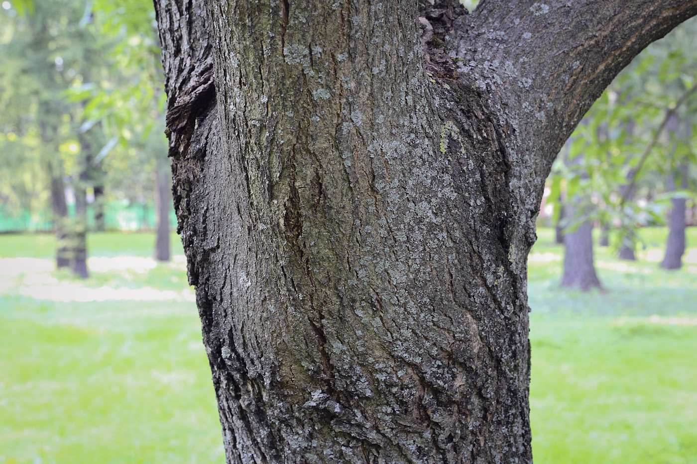 Изображение особи Fraxinus pennsylvanica.