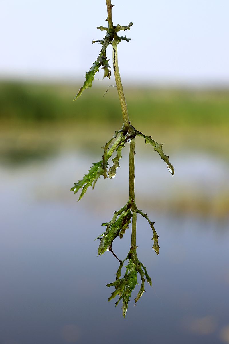 Image of Najas major specimen.