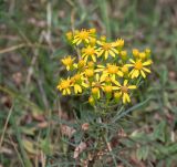 Senecio rudbeckiifolius. Общее соцветие. Перу, регион Куско, археологический комплекс \"Писак\", нижняя часть склона южной экспозиции. 12.10.2019.