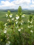 Pedicularis myriophylla