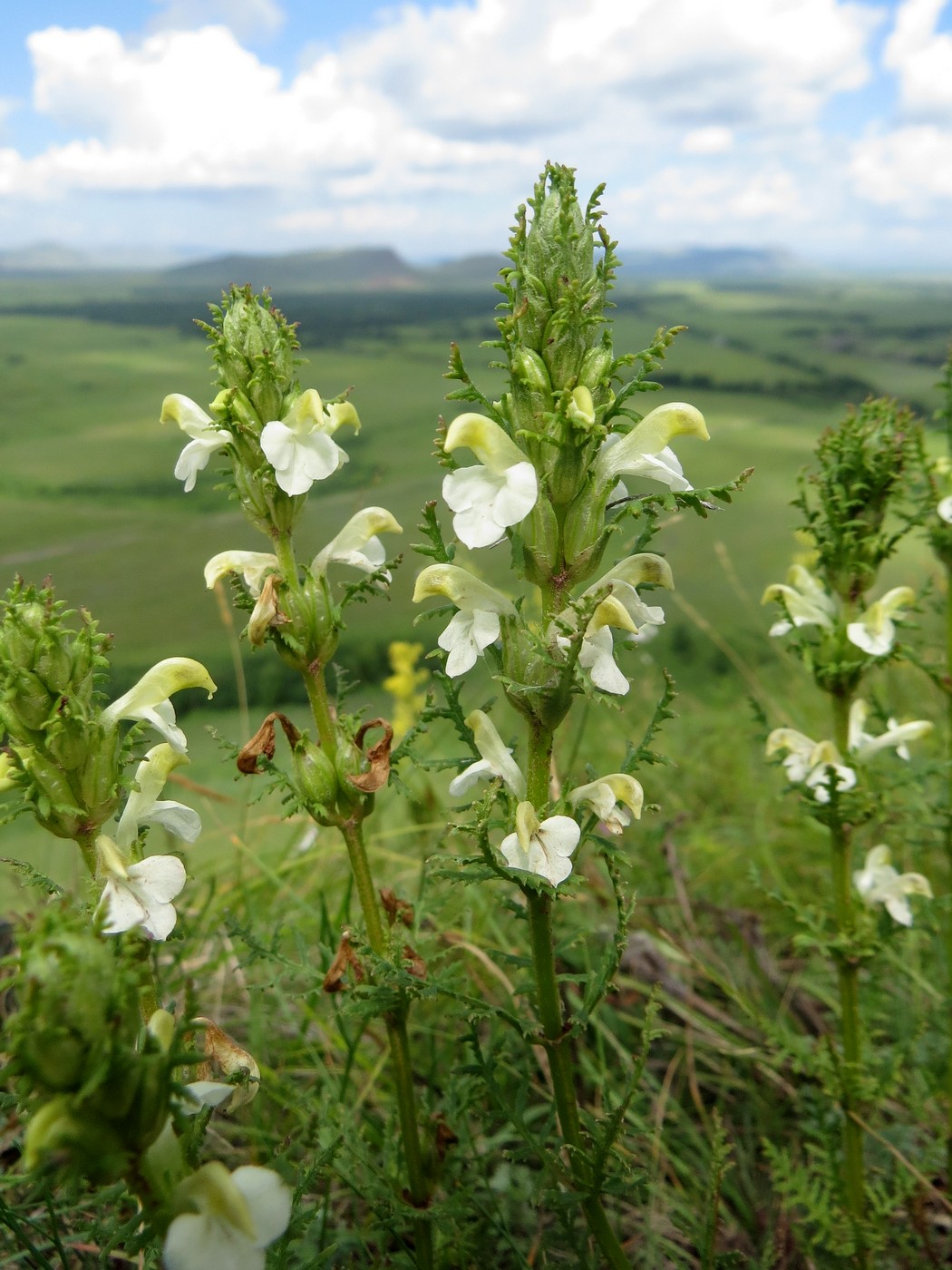 Image of Pedicularis myriophylla specimen.