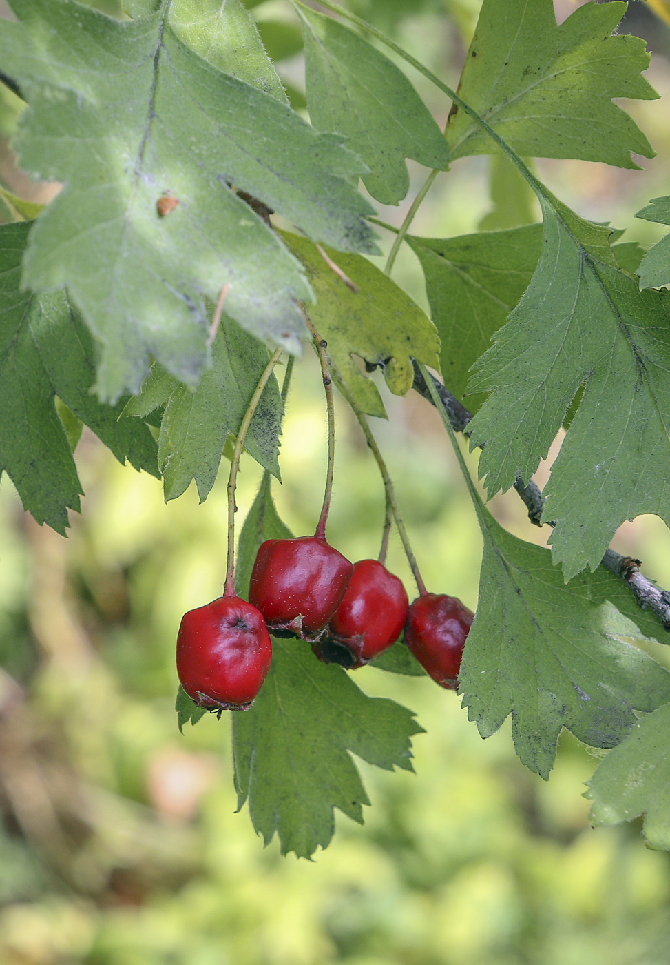 Image of Crataegus monogyna specimen.