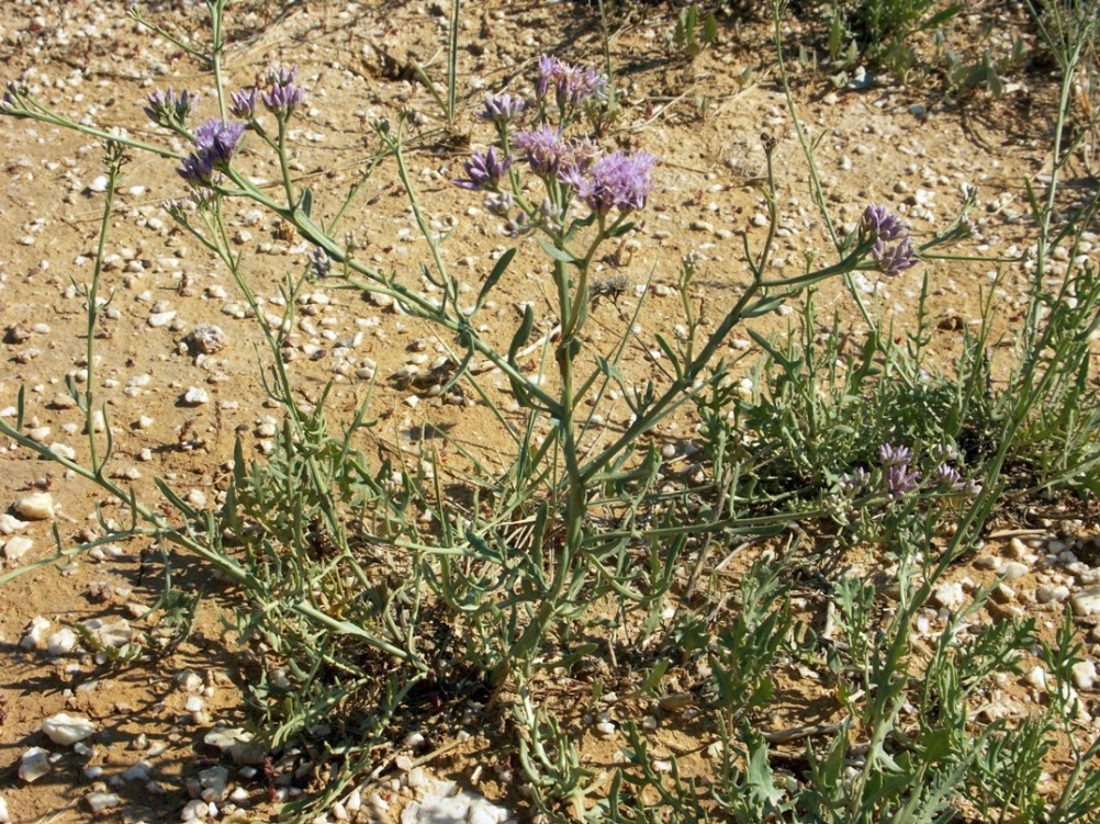 Изображение особи Saussurea turgaiensis.