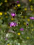 Crupina crupinastrum. Цветущие и развивающиеся соцветия. Израиль, г. Иерусалим, ботанический сад университета. 01.05.2019.