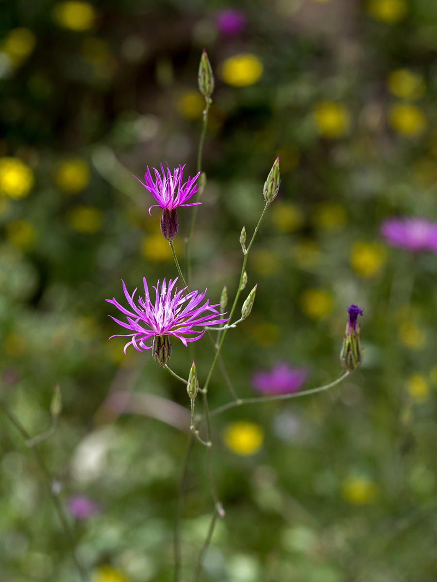 Изображение особи Crupina crupinastrum.