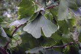 Ginkgo biloba