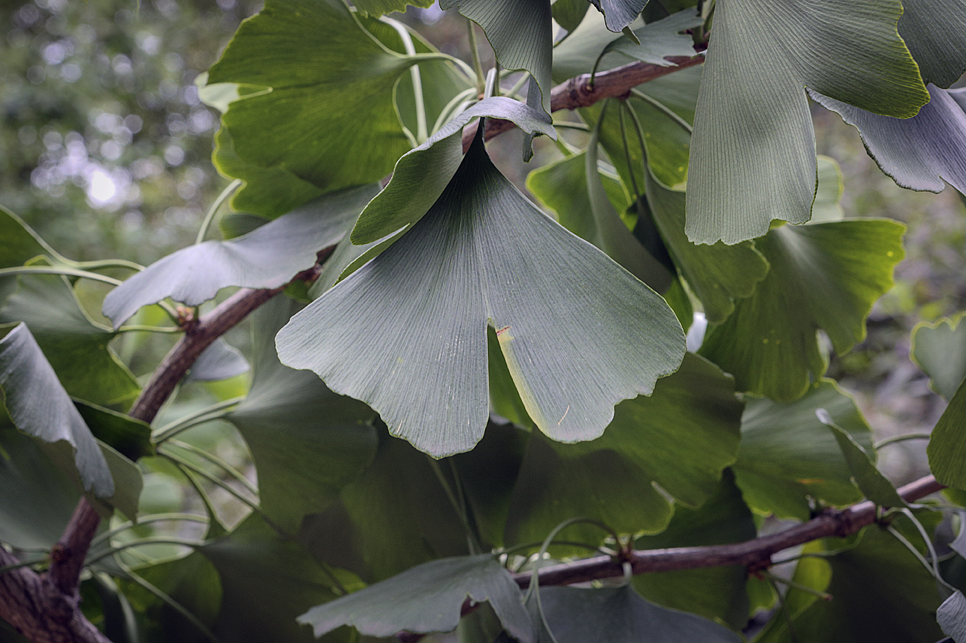 Изображение особи Ginkgo biloba.