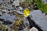 genus Papaver. Цветущее растение. Алтай, Северо-Чуйский хребет, окр. ледника Большой Актру, ≈ 2800 м н.у.м., каменистый склон. 03.07.2021.
