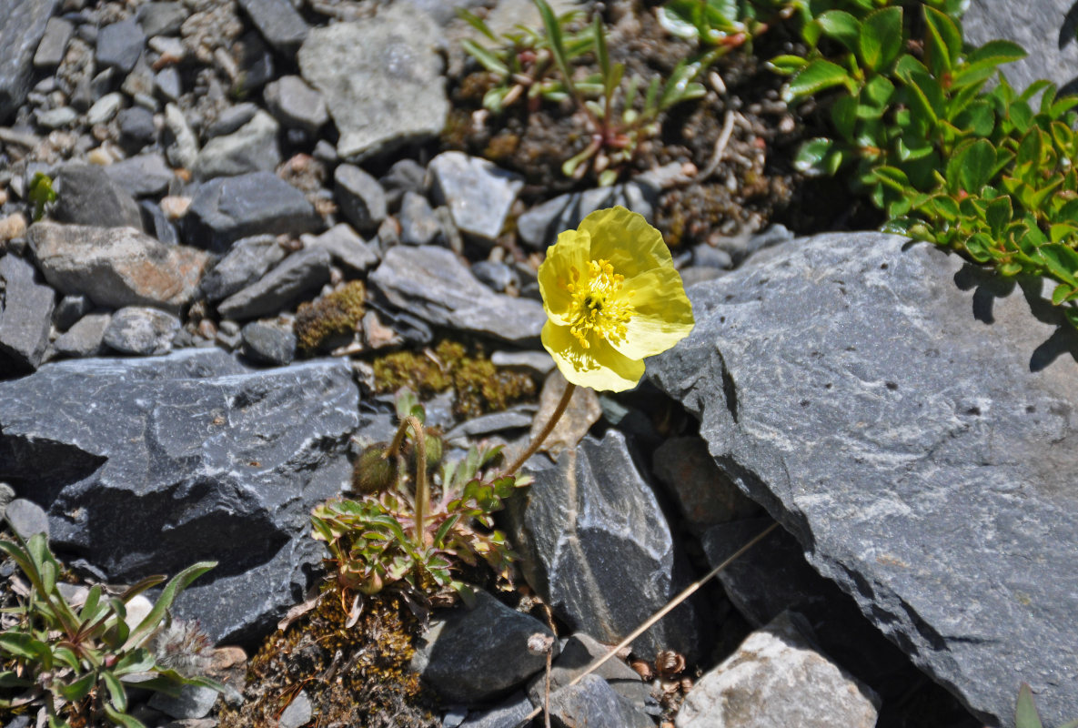 Изображение особи род Papaver.