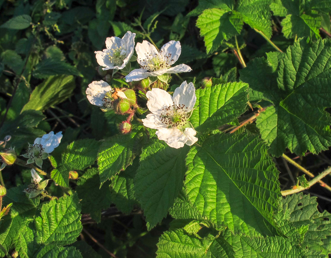 Изображение особи Rubus caesius.