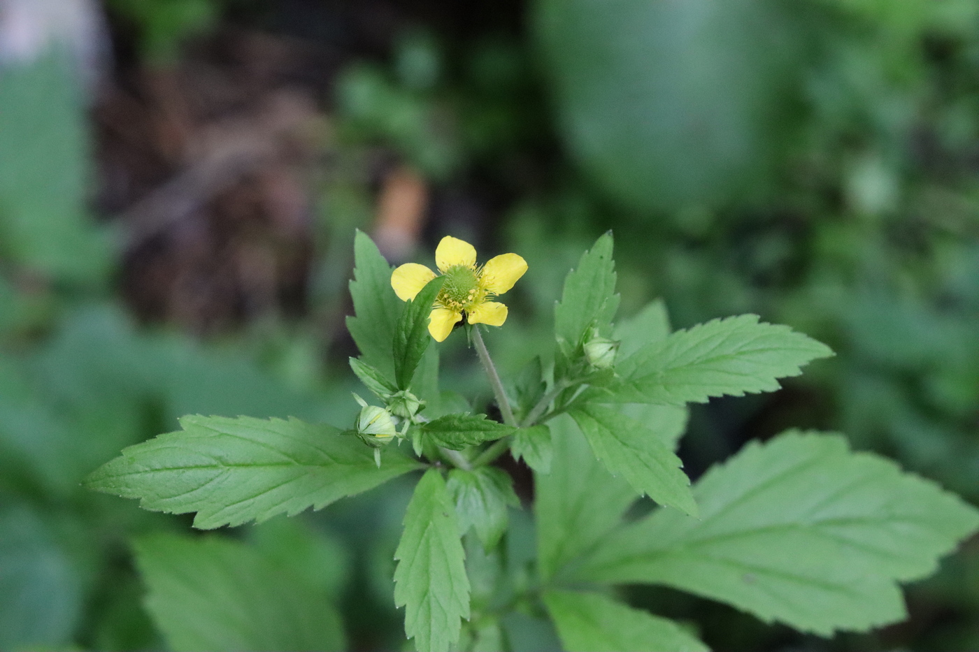 Image of Geum urbanum specimen.