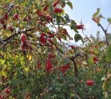 Rosa corymbifera