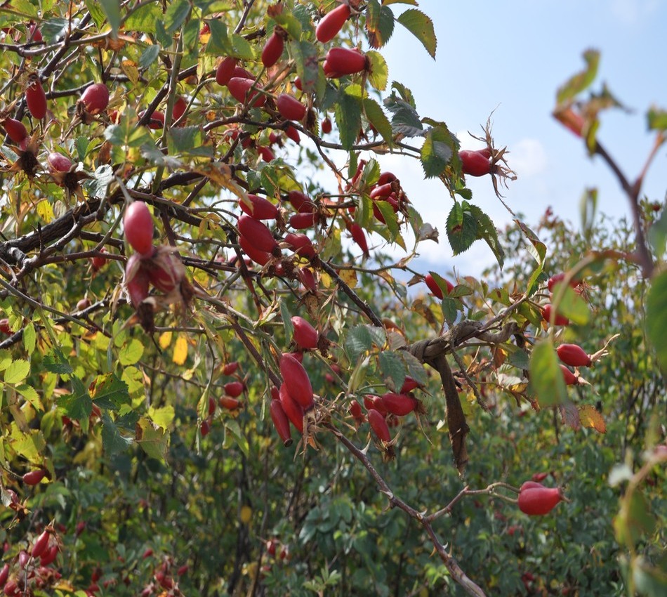 Image of Rosa corymbifera specimen.