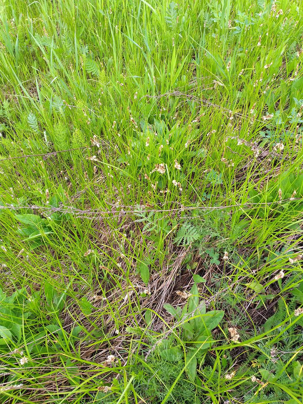 Image of Carex disticha specimen.