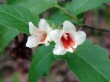 Weigela middendorffiana