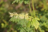 Cimicifuga foetida. Соцветие. Республика Алтай, Улаганский р-н, правый берег р. Чульча чуть ниже острова, 400-500 м ниже водопада Учар. 7 августа 2020 г.