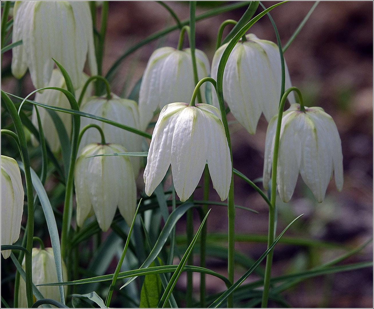 Изображение особи Fritillaria meleagris.