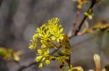 Acer platanoides. Соцветие и распускающиеся листья. Самарская обл., Жигулёвский заповедник, гора Стрельная, опушка широколиственного леса. 02.05.2021.