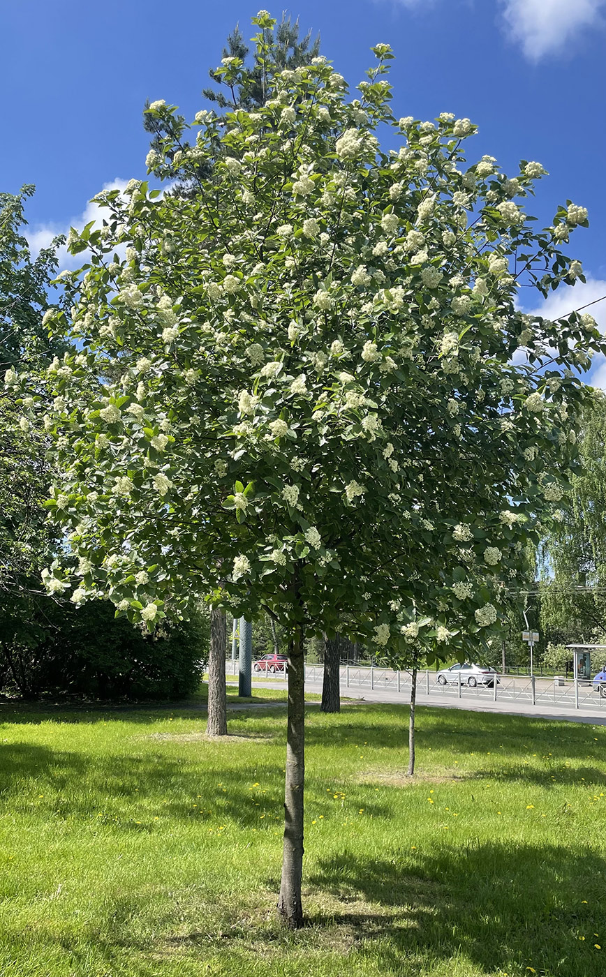 Изображение особи Sorbus intermedia.