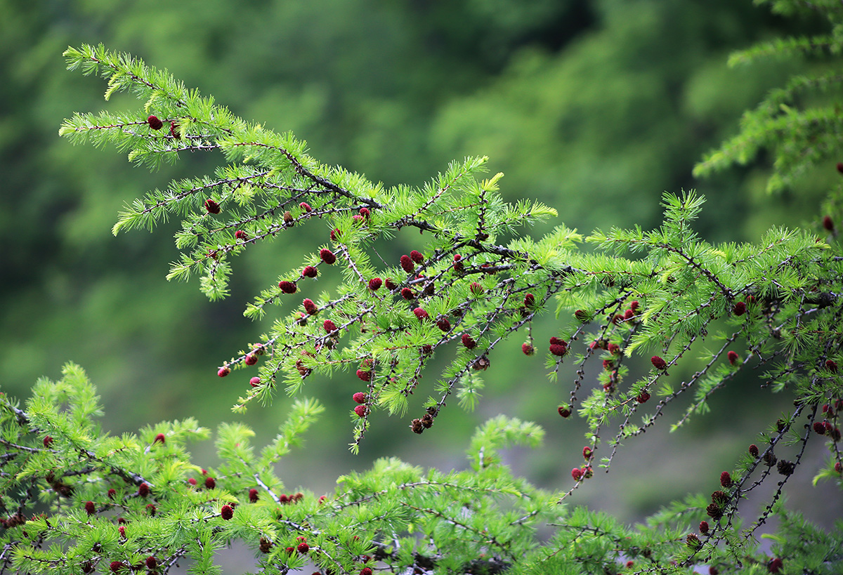 Изображение особи Larix olgensis.