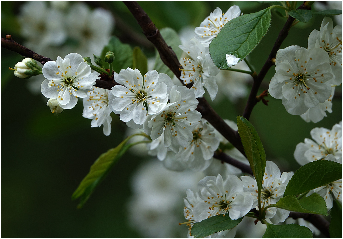 Image of Prunus domestica specimen.