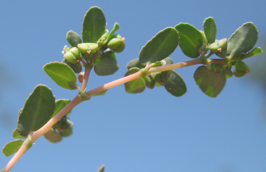 Изображение особи Euphorbia canescens.