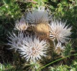 genus Cynara. Соплодие и соцветия. Эфиопия, провинция Бале, аураджа Фасиль, национальный парк \"Горы Бале\". 25.12.2014.