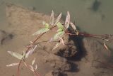 Persicaria amphibia