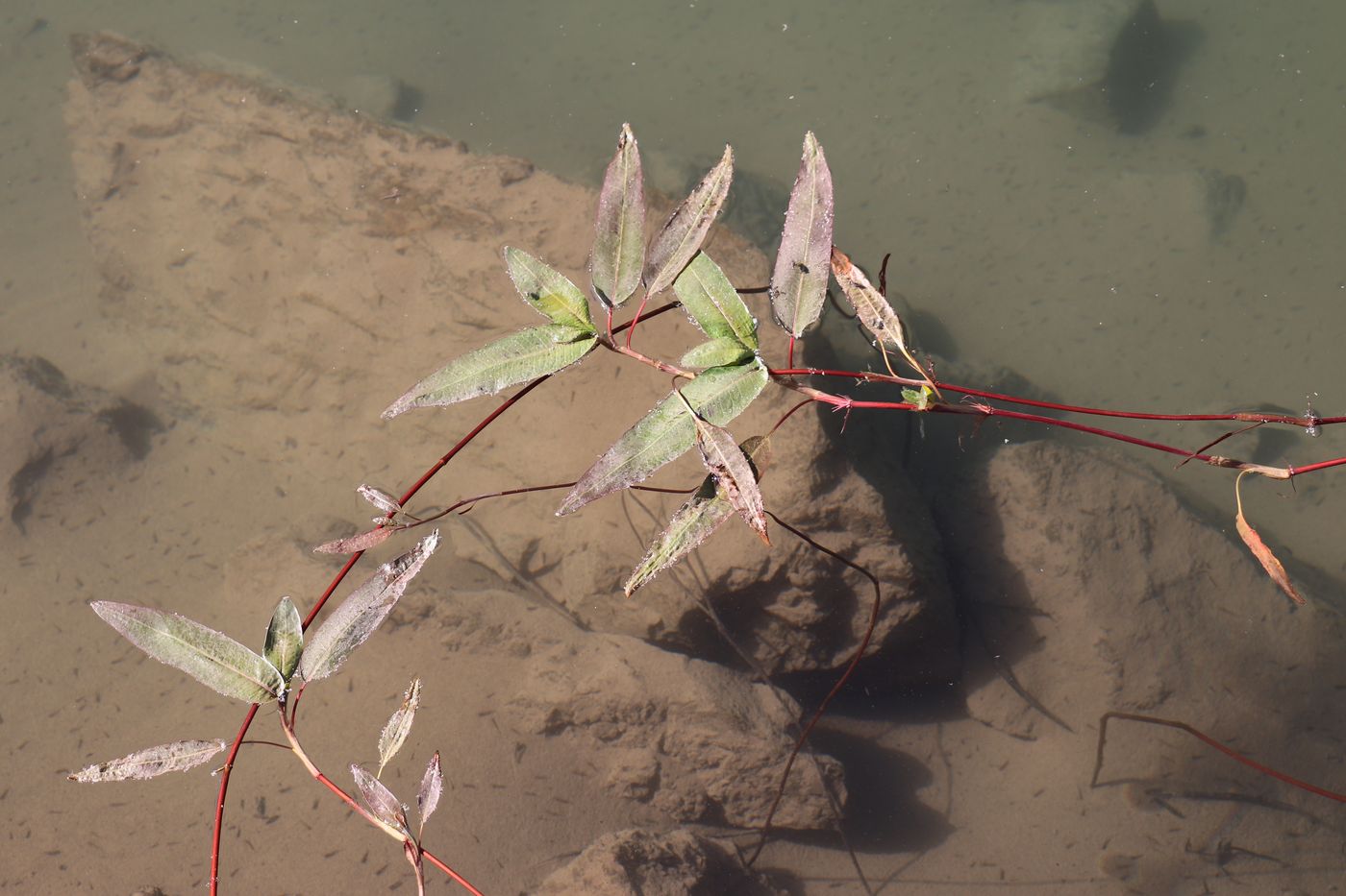 Image of Persicaria amphibia specimen.