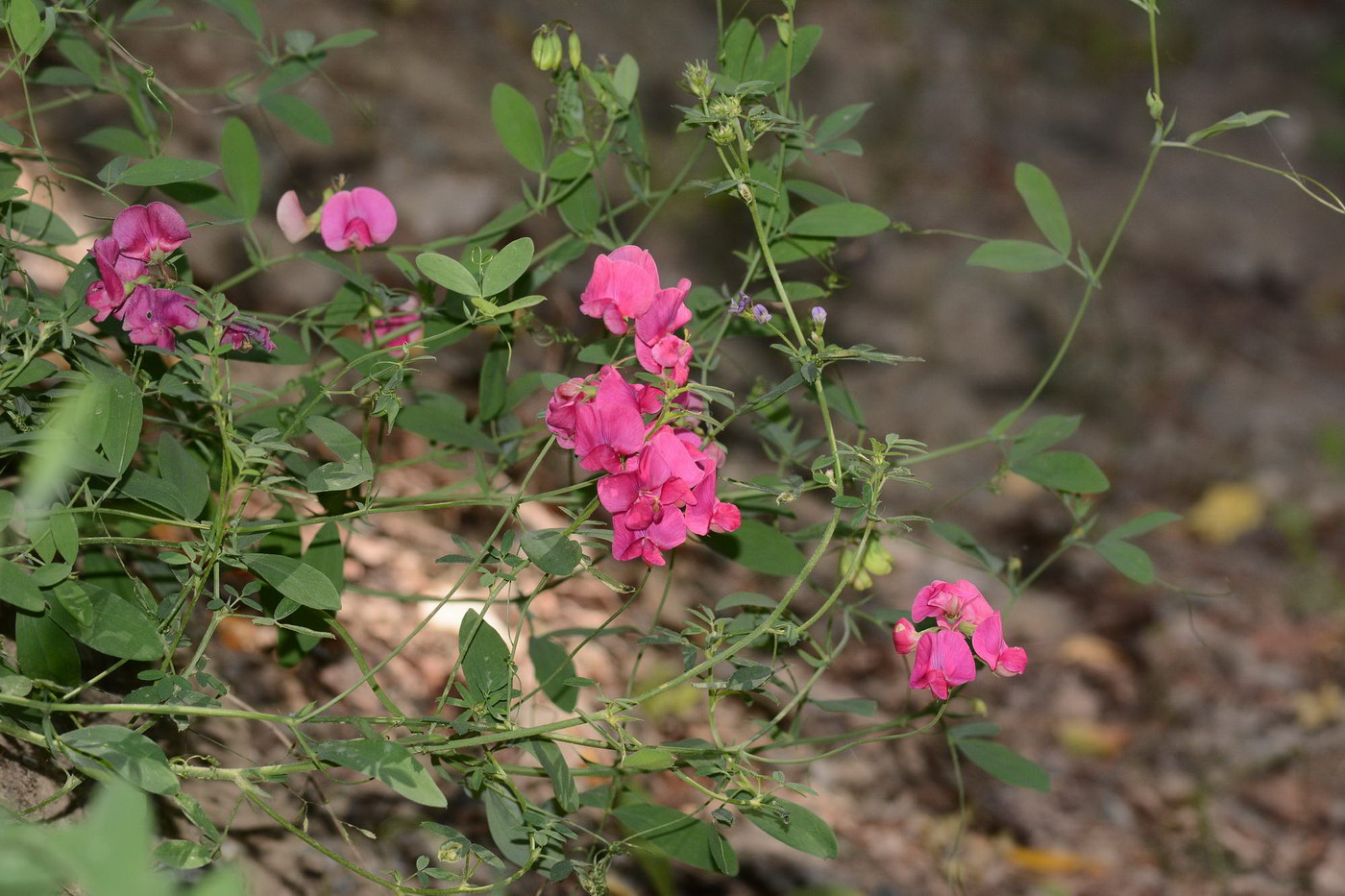 Изображение особи Lathyrus tuberosus.