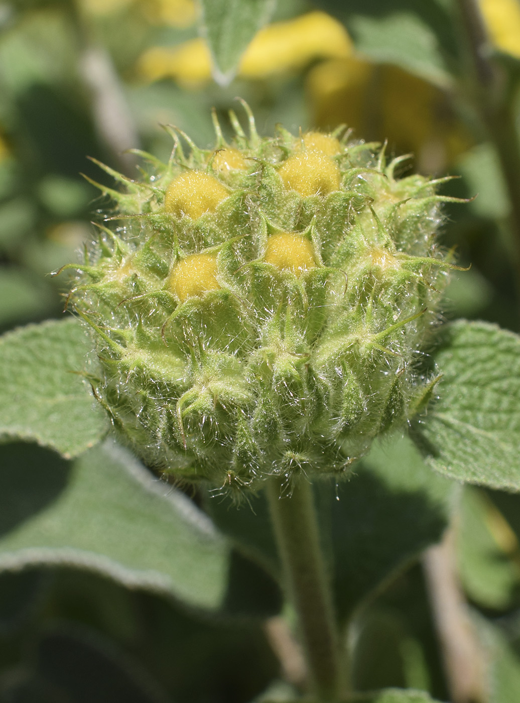 Image of Phlomis floccosa specimen.