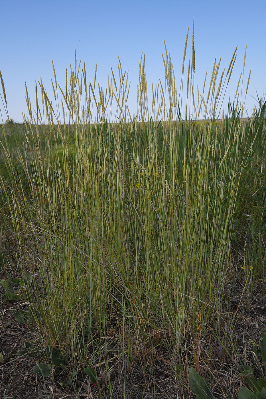 Изображение особи семейство Poaceae.