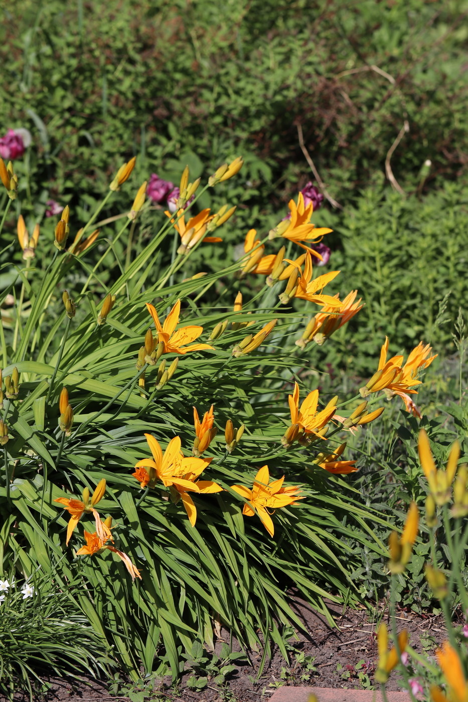 Изображение особи Hemerocallis middendorffii.