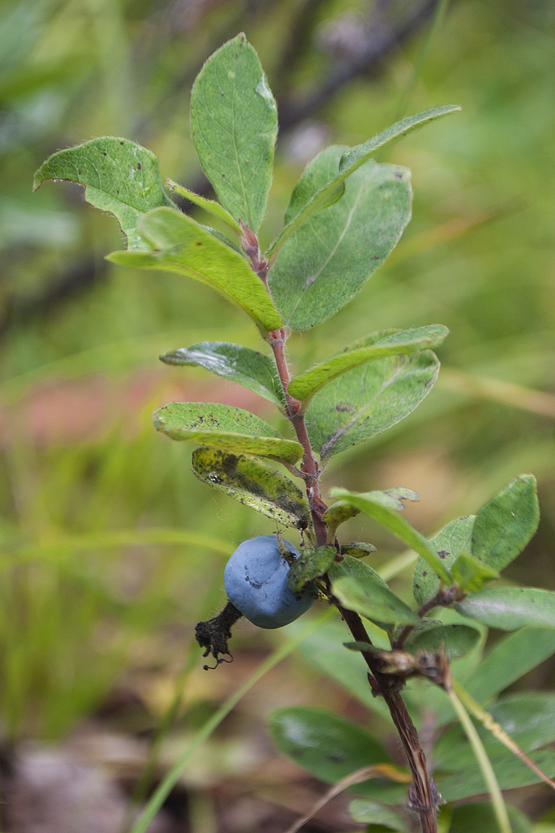 Image of Lonicera caerulea specimen.