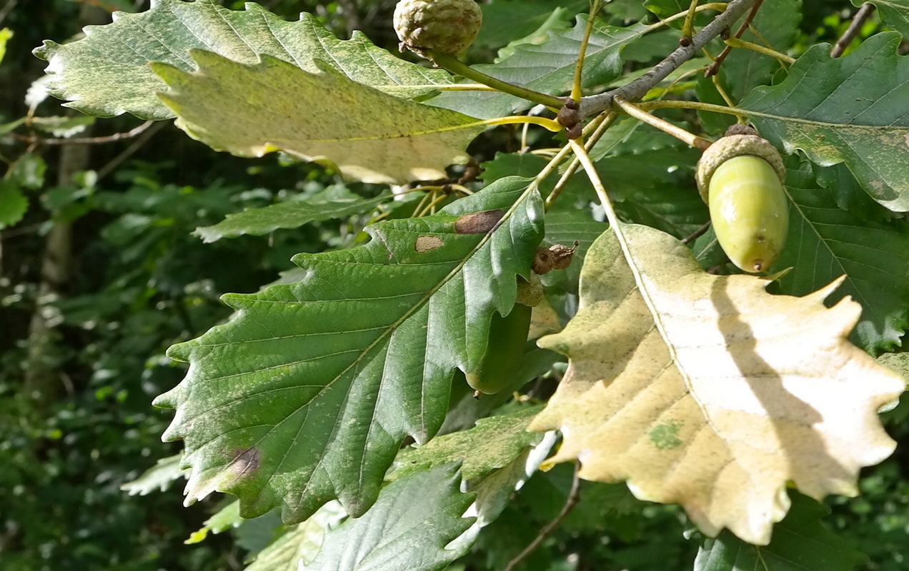 Image of Quercus hartwissiana specimen.