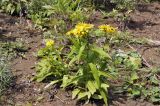Inula japonica