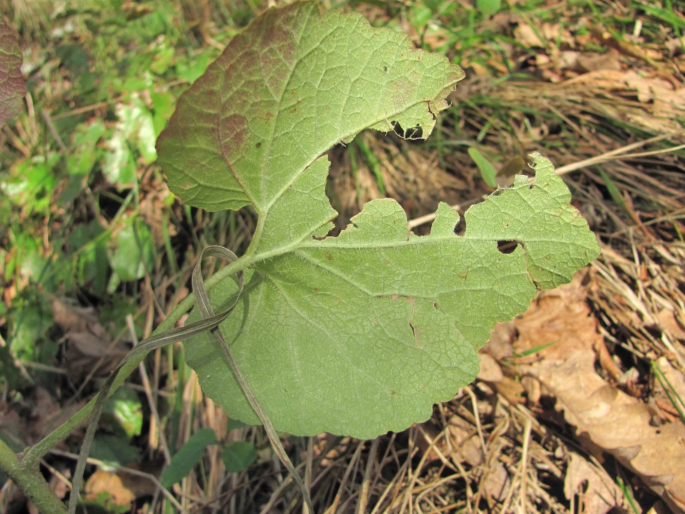 Image of Campanula alliariifolia specimen.