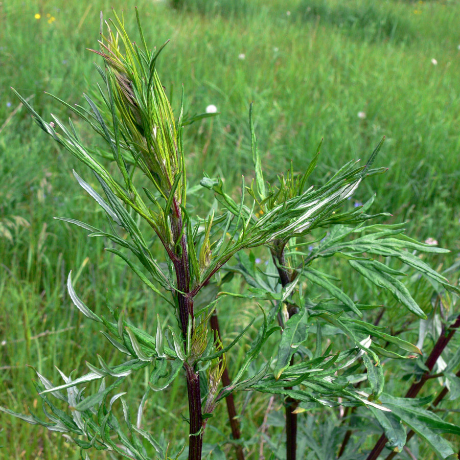 Изображение особи Artemisia vulgaris.