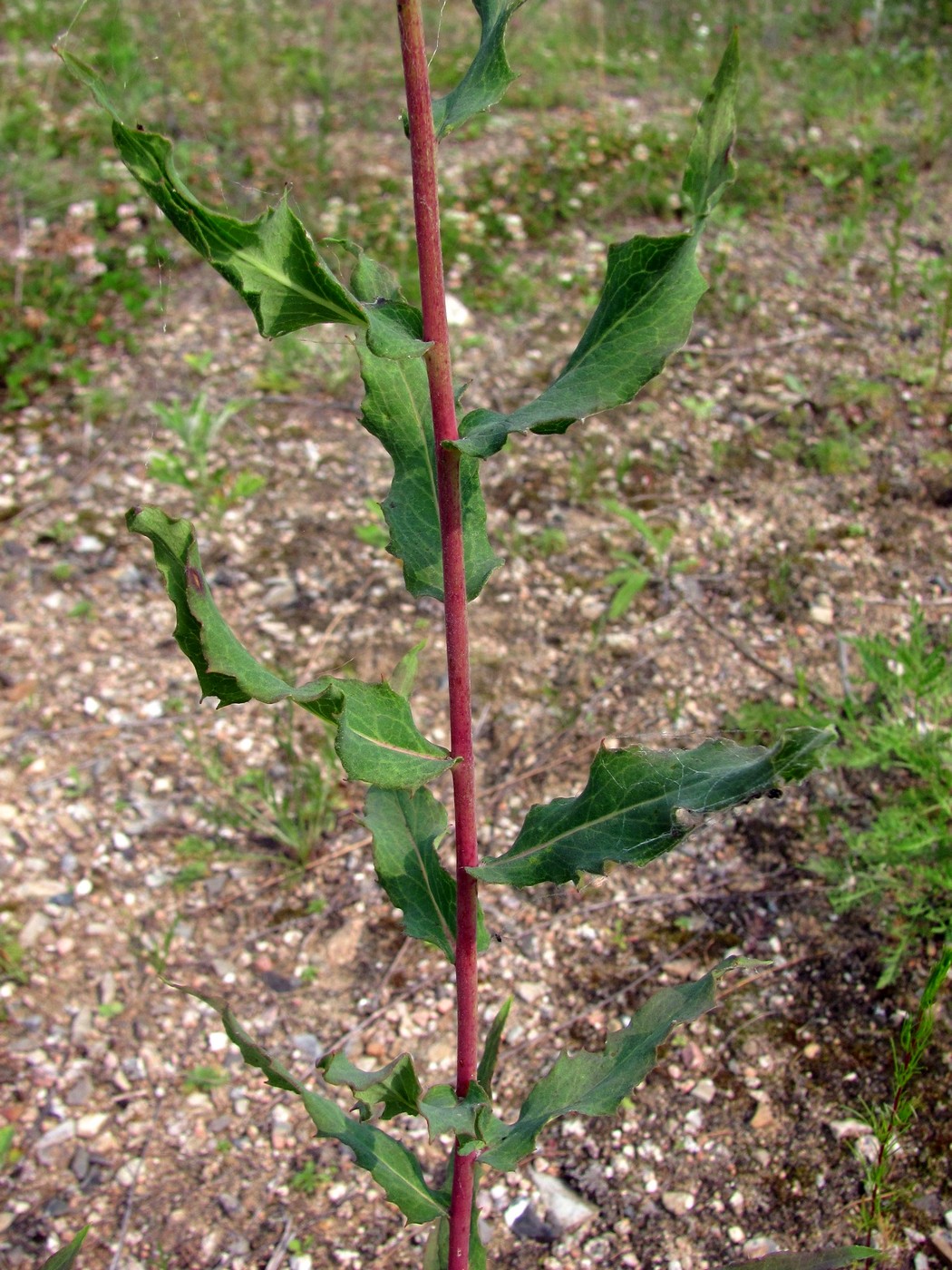 Изображение особи Hieracium robustum.