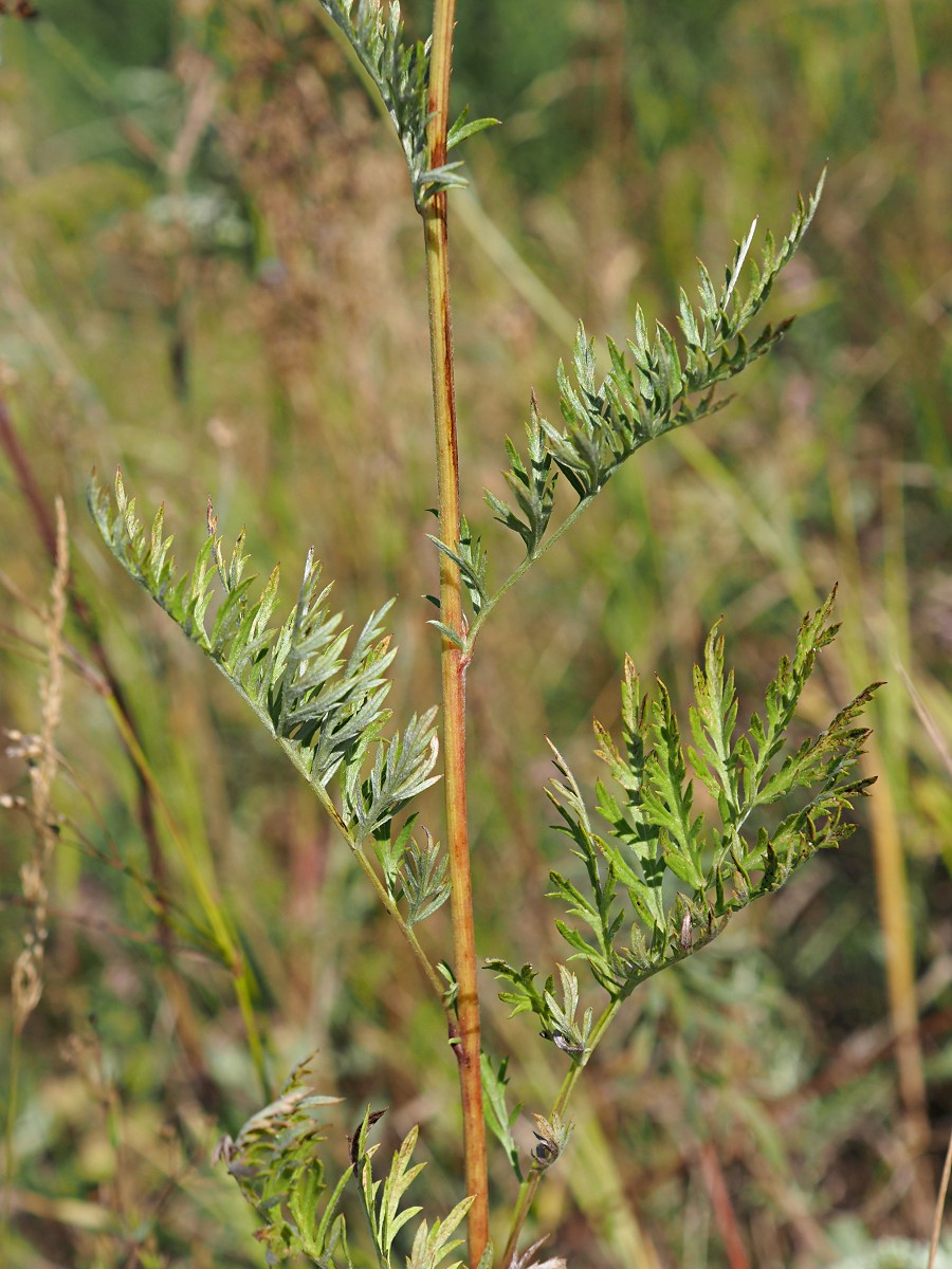 Image of Artemisia armeniaca specimen.