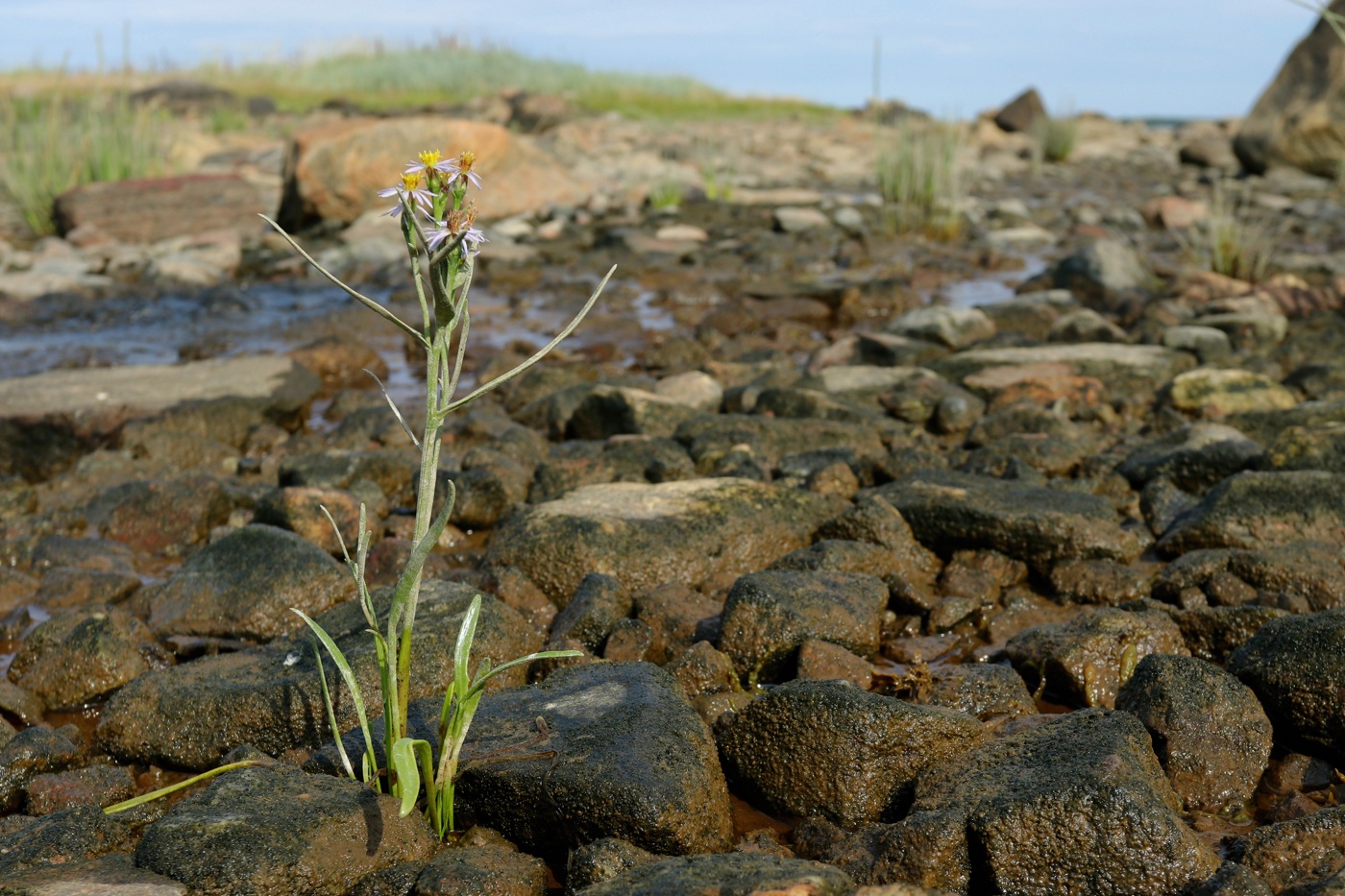 Image of Tripolium pannonicum ssp. tripolium specimen.