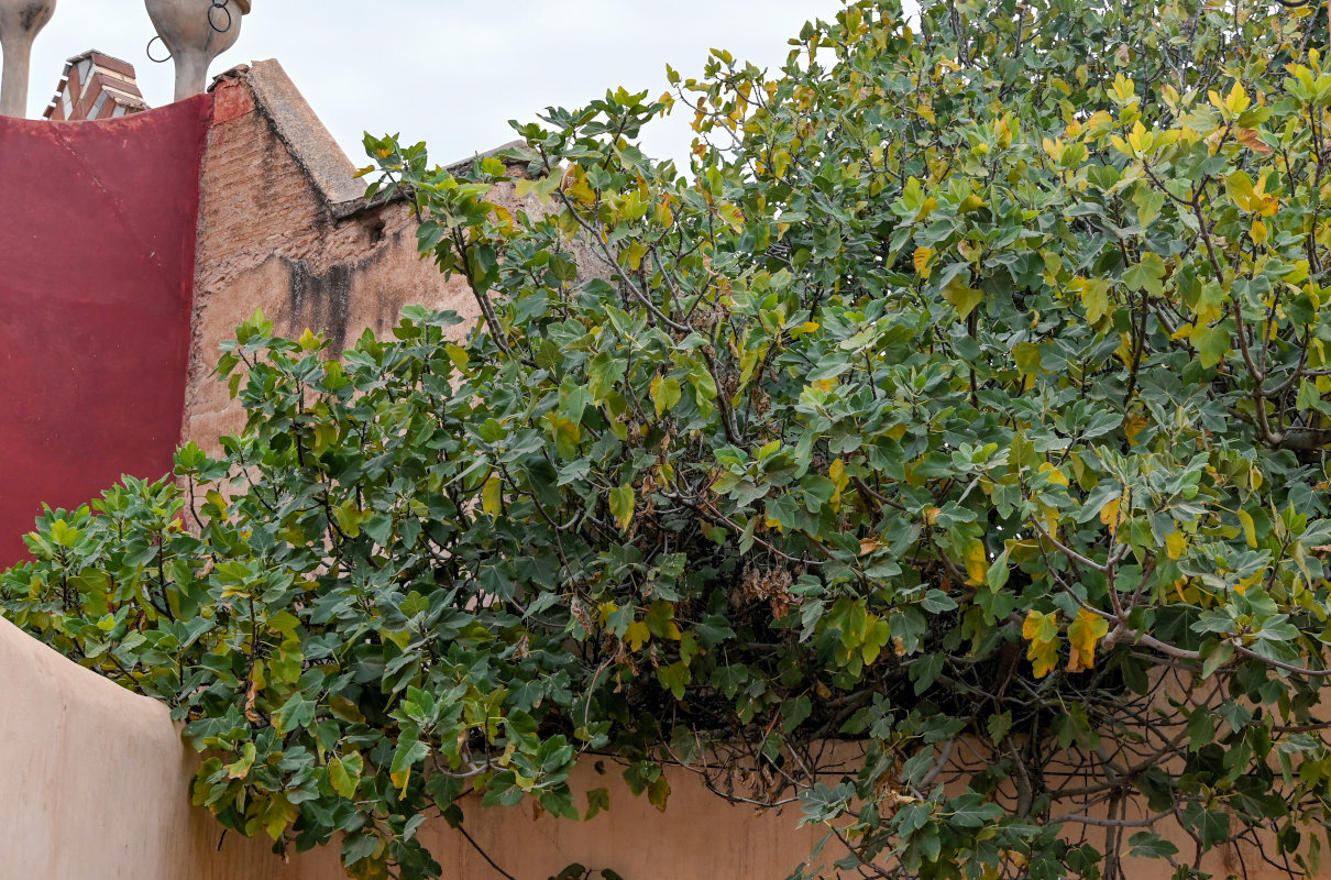 Изображение особи Ficus carica.