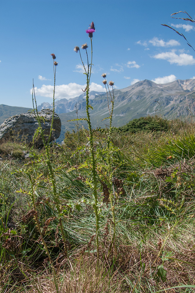 Image of Carduus adpressus specimen.