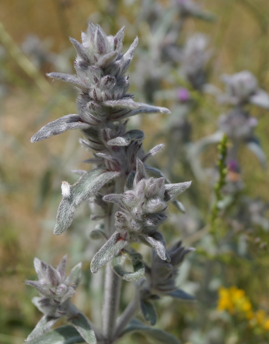 Изображение особи Stachys byzantina.