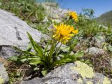 род Taraxacum. Цветущее растение. Карачаево-Черкесия, Урупский р-н, Кавказский биосферный заповедник, Имеретинское ущелье, ≈ 2400 м н.у.м., склон над Верхним Имеретинским водопадом, альпийский луг. 28.07.2022.