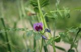 Vicia sativa. Цветок и листья в каплях дождя. Москва, Аптекарский огород, экспозиция луговых растений, в культуре. 18.09.2022.